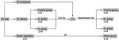 Lung Inflation With Hydrogen During the Cold Ischemia Phase Alleviates Lung Ischemia-Reperfusion Injury by Inhibiting Pyroptosis in Rats